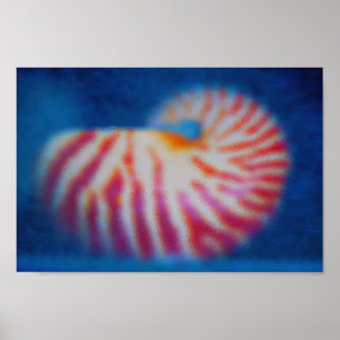 Sea Shell Poster