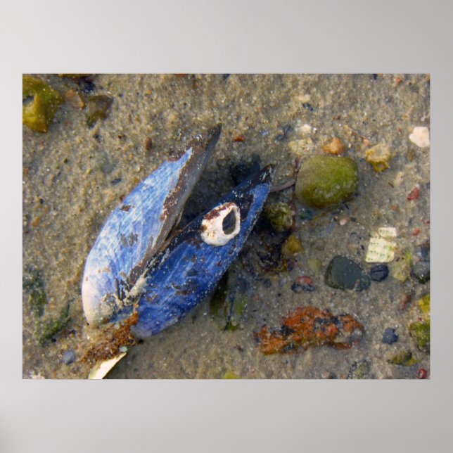 Sea Shell Poster (Front)