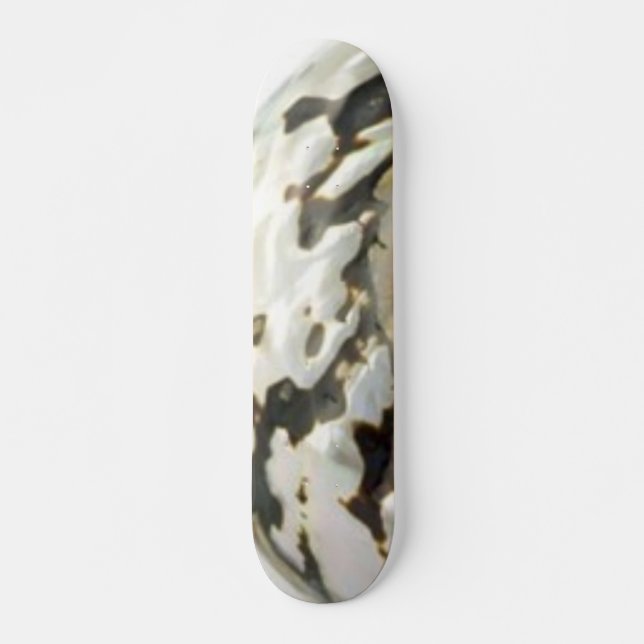 Sea Shell Skateboard (Front)