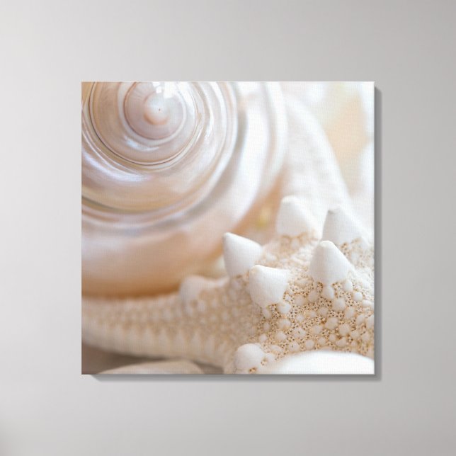 Sea Shell & Starfish Background - Beach Shells Canvas Print (Front)
