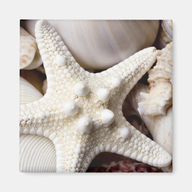 Sea Shell Starfish Background - Beach Shells Magnet (Front)