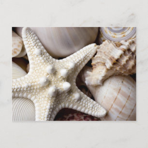Sea Shell Starfish Background - Beach Shells Postcard