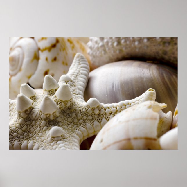 Sea Shell Starfish Background - Beach Shells Poster (Front)