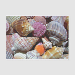 Sea Shell Tissue Paper - HAMbyWG