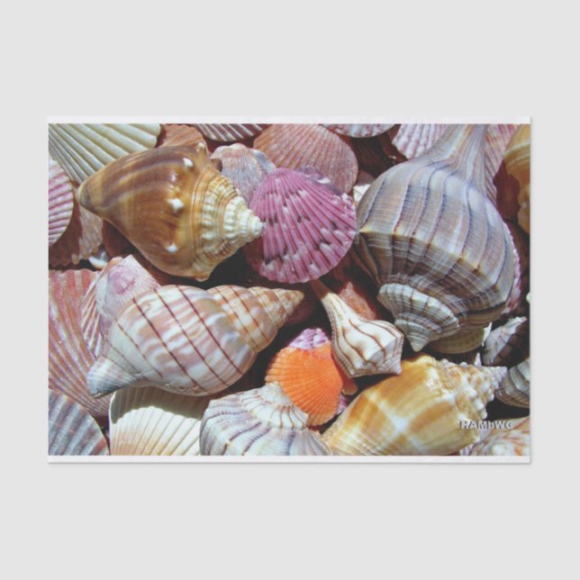 Sea Shell Tissue Paper - HAMbyWG (Front)