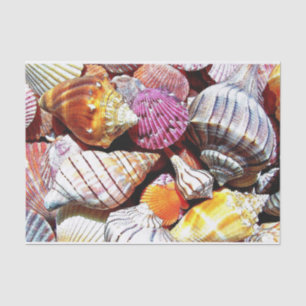Sea Shell Tissue Paper - HAMbyWG