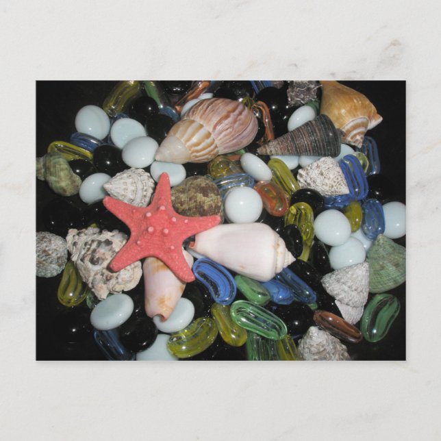 Sea Shells and Rocks Postcard (Front)