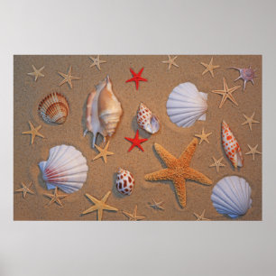 Sea Shells And Starfish Arranged On Sand Poster