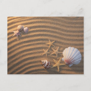 Sea Shells And Starfish Postcard