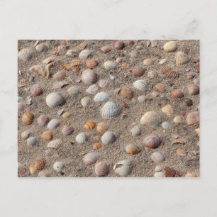 Sea  shells at the beach postcard