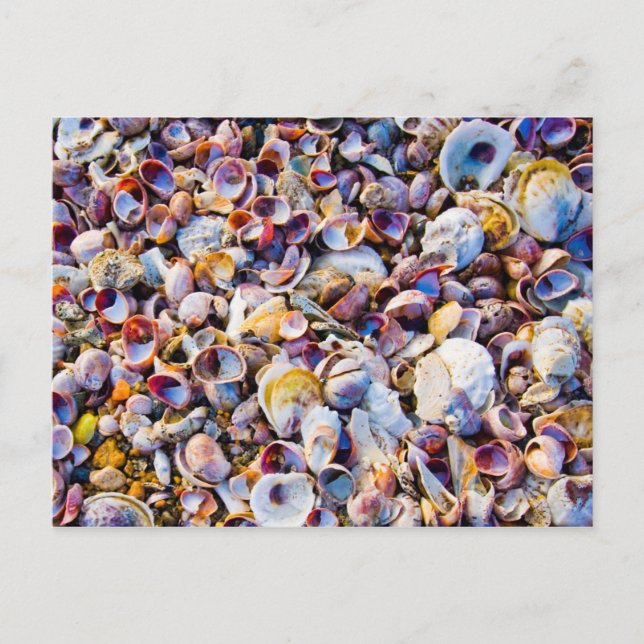 Sea Shells By The Sea Shore Postcard (Front)