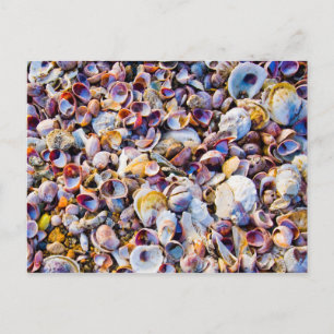 Sea Shells By The Sea Shore Postcard
