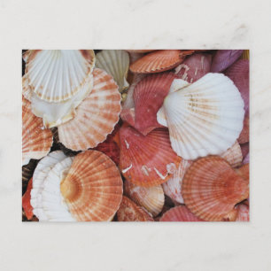 Sea Shells Colourful Shell Postcard