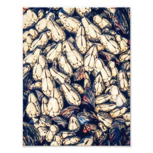 Sea Shells: gooseneck barnacles & mussels Photo Print