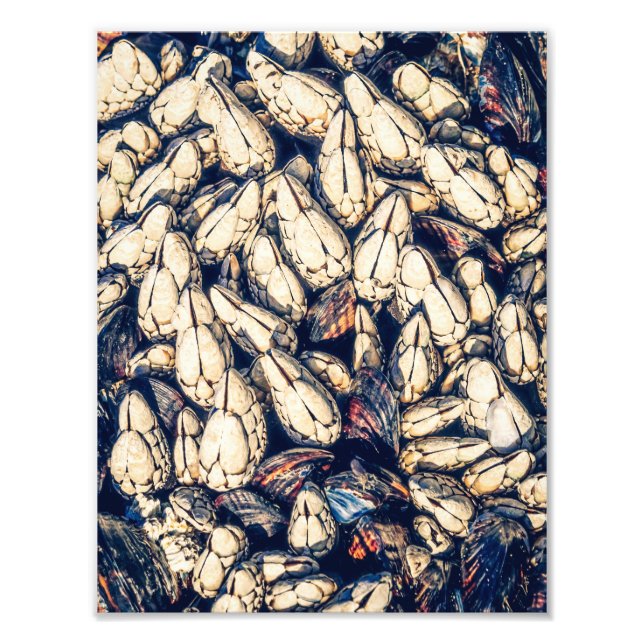Sea Shells: gooseneck barnacles & mussels Photo Print (Front)