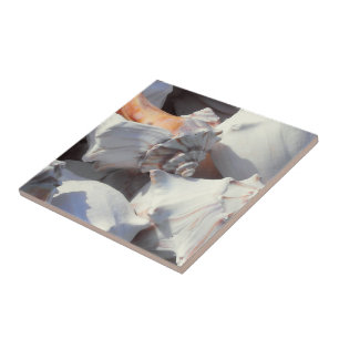 Sea Shells in sunlight and shadow Ceramic Tile