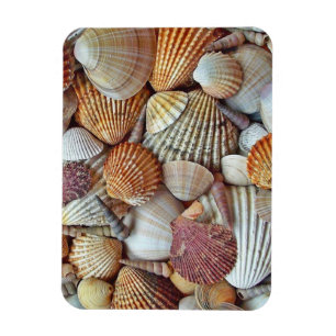 Sea Shells Magnet