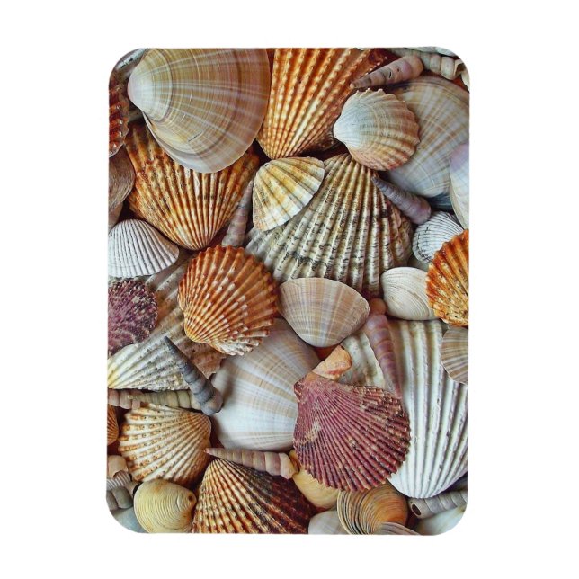 Sea Shells Magnet (Vertical)