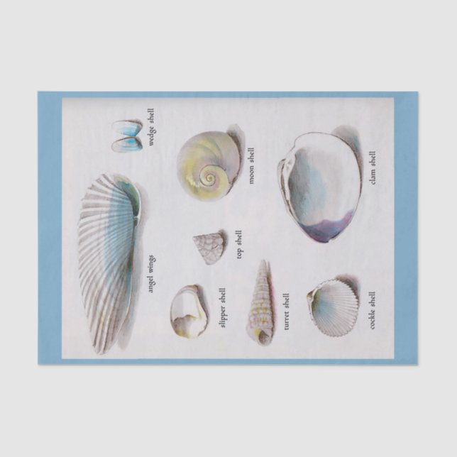 Sea Shells Natural Pastel  10" X 15" Tissue Paper (Front)