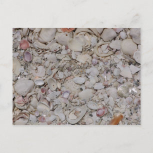 Sea shells Of sanibel Postcard