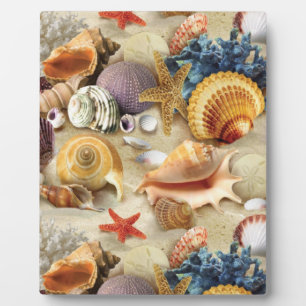 Sea shells on beach plaque