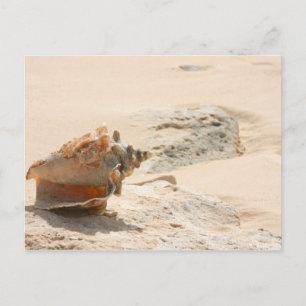 Sea Shells On The Beach Postcard