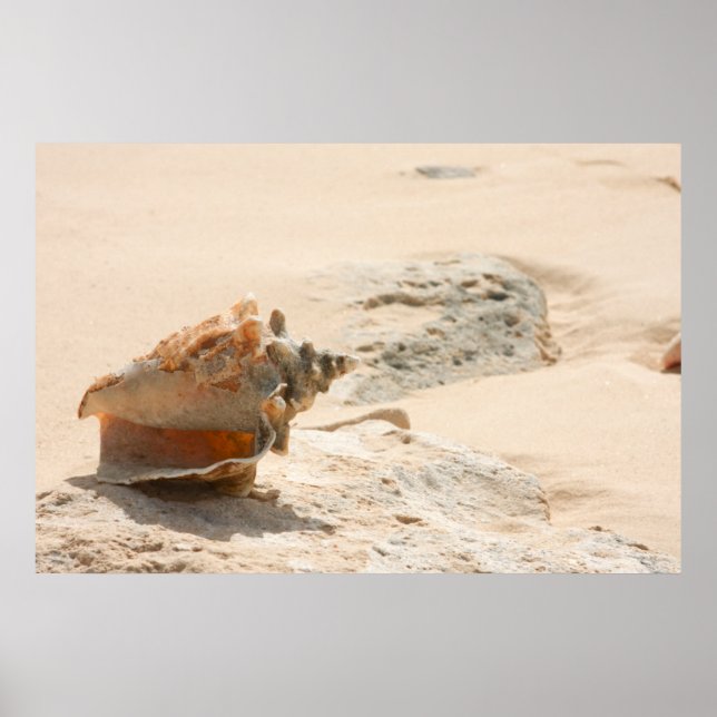 Sea Shells On The Beach Poster (Front)