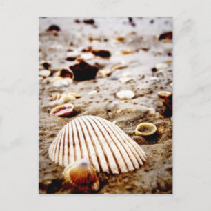 Sea Shells on the seashore Postcard
