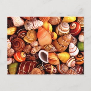 Sea Shells Postcard