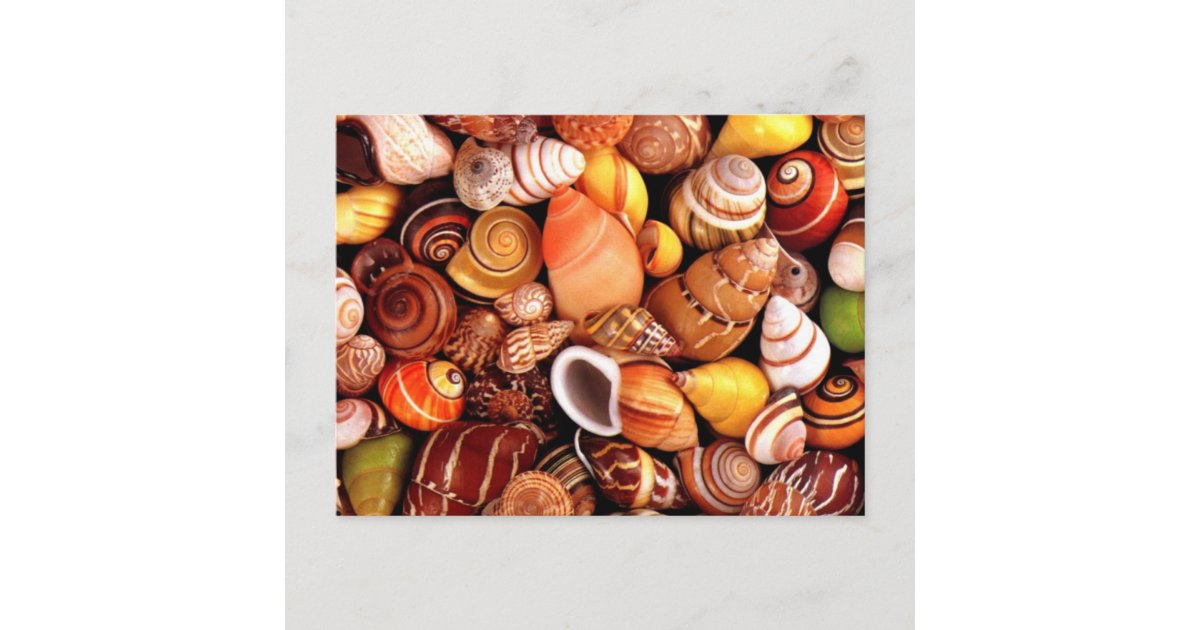 Shell Postcard Sea Shells Postcard | Zazzle