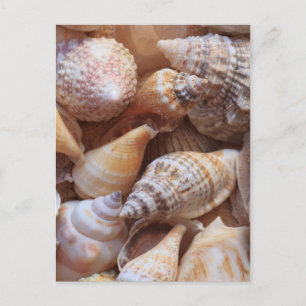 Sea Shells Postcard
