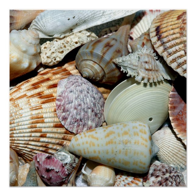 Sea Shells Poster (Front)