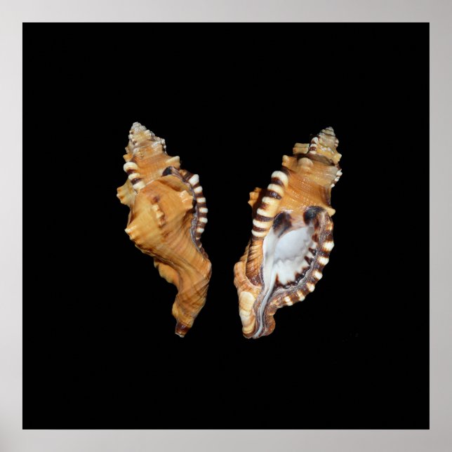Sea Shells Poster (Front)