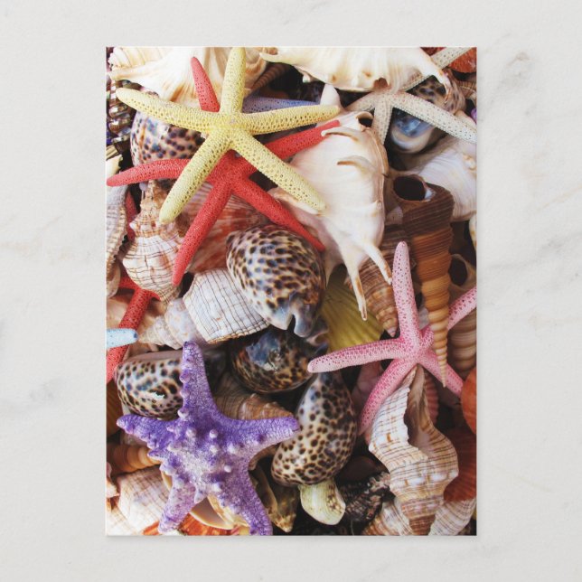 Sea Shells Starfish Colourful Shell Postcard (Front)