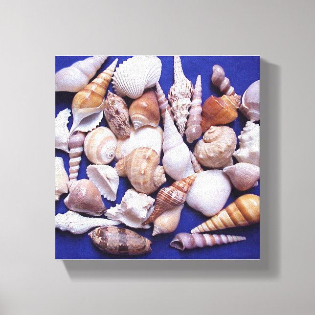 Sea Shells Wrapped Canvas Art (Front)