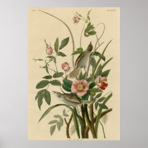 Sea side Finch Poster