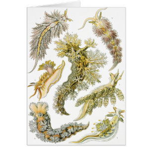 Sea Slugs by Ernst Haeckel, Vintage Nudibranchia