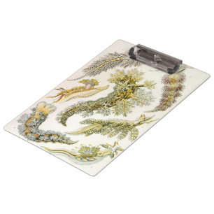 Sea Slugs by Ernst Haeckel, Vintage Nudibranchia Clipboard