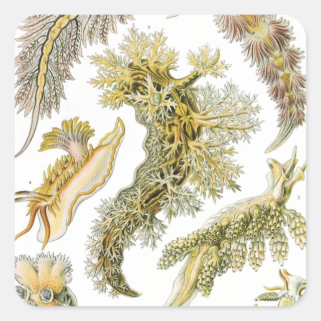 Sea Slugs by Ernst Haeckel, Vintage Nudibranchia Square Sticker (Front)