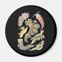 Sea slugs