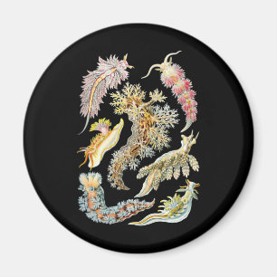 Sea slugs magnet