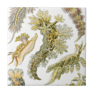 Sea Slugs, Snails by Ernst Haeckel, Vintage Animal Ceramic Tile