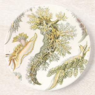 Sea Slugs, Snails by Ernst Haeckel, Vintage Animal Coaster