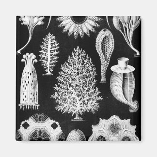 Sea Sponge Cream on Black Magnet