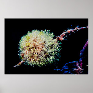 Sea squirt colony like Lightbulbs Poster
