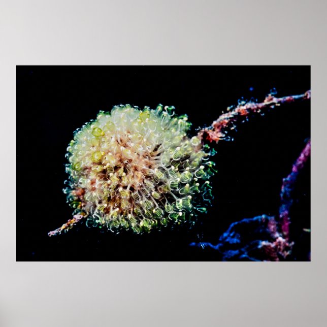 Sea squirt colony like Lightbulbs Poster (Front)