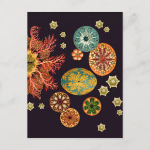Sea Squirt Remix Postcard