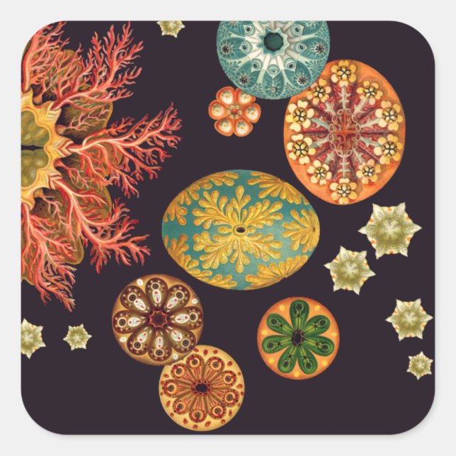 Sea Squirt Remix Stickers (Front)