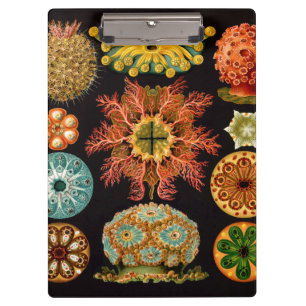 Sea Squirt Square Clipboard