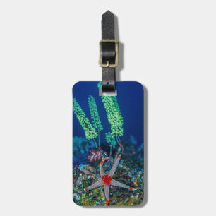 Sea Star and Tunicate Luggage Tag